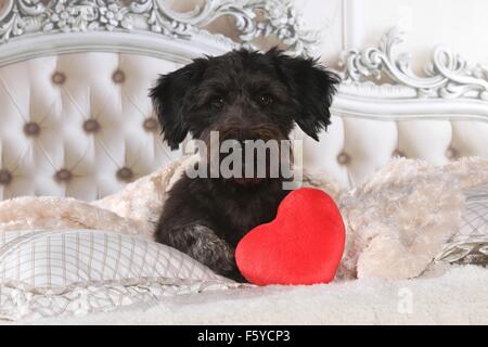 Dackel-Mischling im Bett Stockfoto