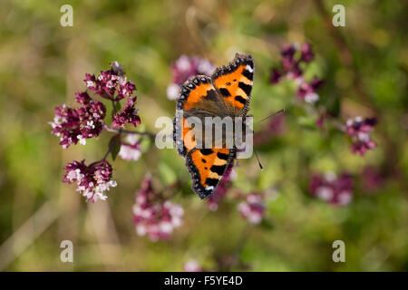 Kleiner Fuchs Schmetterling; Aglais Urticae Single auf Blume; Cornwall; UK Stockfoto