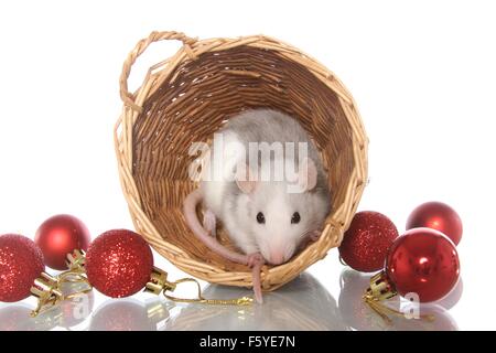 Ratte zu Weihnachten Stockfoto
