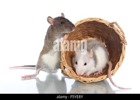 2 ausgefallene Ratten Stockfoto