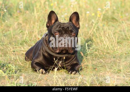 Französische Bulldogge liegend Stockfoto