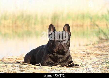 Französische Bulldogge liegend Stockfoto