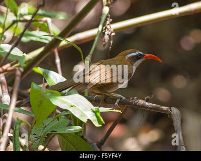 Ein rot-billed Scimitar Schwätzer auf einem Ast in einem Bambuswald in Nord-Ost-Thailand Stockfoto