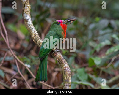 Rot Bartgeier Bienenfresser Vogel In Thailand Vogel In Thailand Stockfotografie Alamy