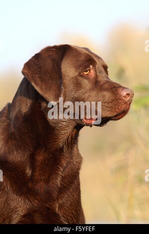 Labrador Retriever Porträt Stockfoto