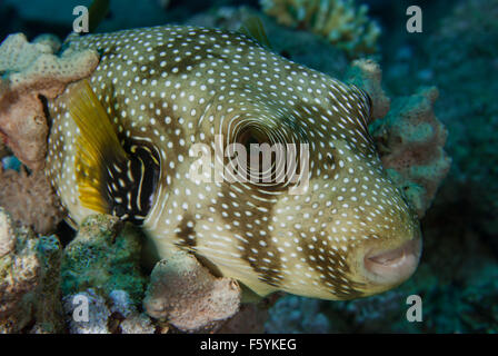 Beringter Kugelfisch Arothron Hispidus, Tetradontidae, Rotes Meer, Sharm el-Sheikh, Ägypten Stockfoto