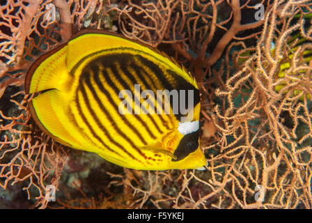 Gestreifte Butterflyfish, Chaetodontidae Fasciatus, Chaetodontidae, Sharm el-Sheikh, Rotes Meer, Ägypten Stockfoto