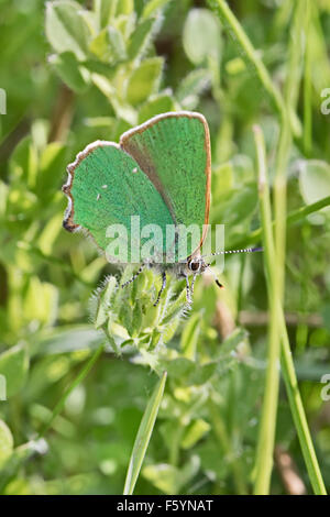 Weibliche grüne Zipfelfalter eierlegende Stockfoto