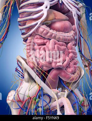 medizinisch genaue Abbildung der Abdominal-Anatomie Stockfoto