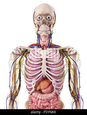 medizinische genaue Abbildung der Anatomie Brustkorb Stockfoto