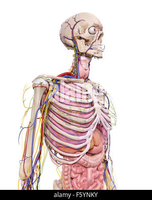 medizinische genaue Abbildung der Anatomie Brustkorb Stockfoto