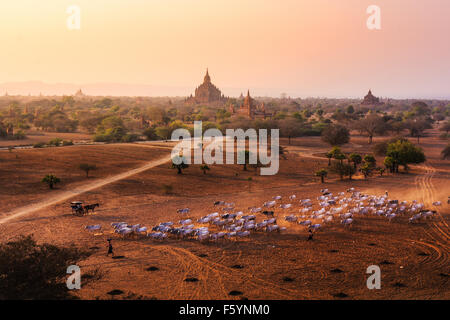 Lebensstil der Burmesen bringen Kuh- und Ziegenmilch Gruppe zu Fuß unterwegs in Bagan, Myanmar Stockfoto