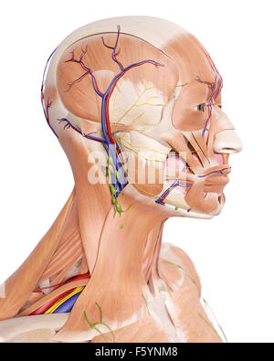 medizinisch genaue Abbildung der Kopf Anatomie Stockfoto