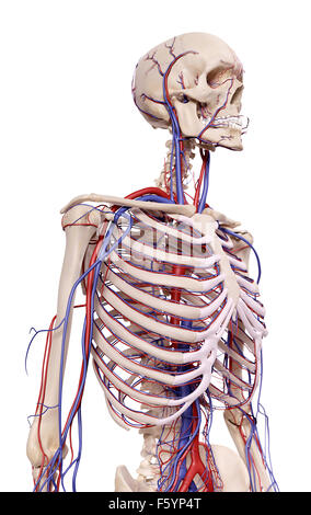medizinische genaue Abbildung der Thorax Blutgefäße Stockfoto