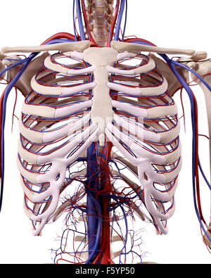 medizinische genaue Abbildung der Thorax Blutgefäße Stockfoto