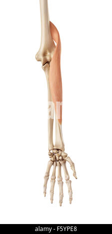 medizinische genaue Darstellung der brachioradialis Stockfoto