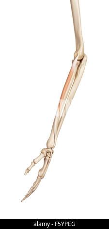 medizinische genaue Abbildung der Beinstrecker Carpi Radialis brevis Stockfoto