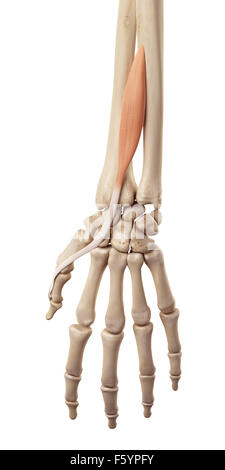 medizinische genaue Darstellung der Beinstrecker Pollicis longus Stockfoto