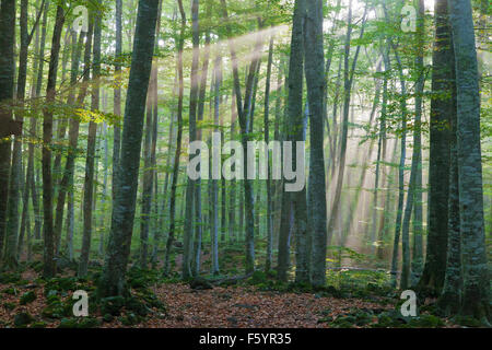 Sonnenstrahlen in den Buchenwald von La Fageda de Jorda in der Nähe von Olot, Girona, Katalonien. Stockfoto