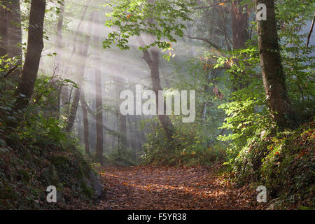 Erste Sonnenstrahlen im Wald von La Fageda de Jorda in Garrotxa, Girona, Katalonien. Stockfoto