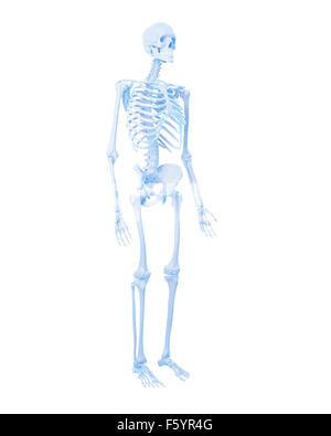 medizinisch genaue Abbildung des menschlichen Skeletts Stockfoto