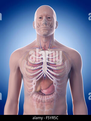 medizinisch genaue Abbildung der Abdominal-Anatomie Stockfoto