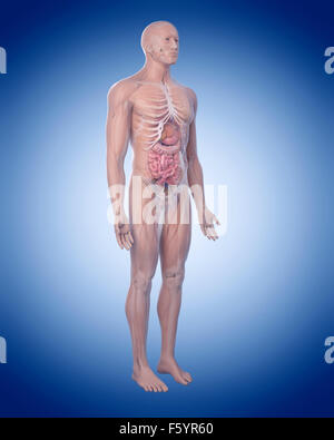 medizinisch genaue Abbildung der menschlichen Anatomie Stockfoto