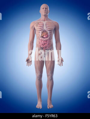 medizinisch genaue Abbildung der menschlichen Anatomie Stockfoto