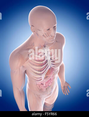 medizinisch genaue Abbildung der menschlichen Anatomie Stockfoto
