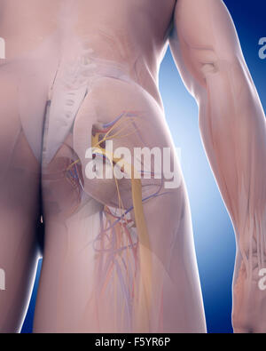 medizinisch genaue Abbildung des n. ischiadicus Stockfoto