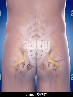 medizinisch genaue Abbildung der hinteren Becken-Anatomie Stockfoto