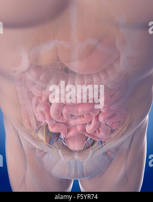 medizinisch genaue Abbildung der Abdominal-Anatomie Stockfoto