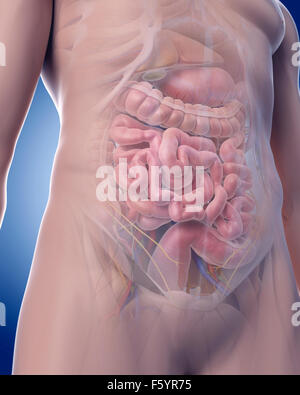 medizinisch genaue Abbildung der Abdominal-Anatomie Stockfoto