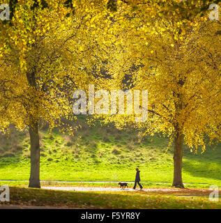 Eine Frau, einen Hund entlang der Victoria Avenue unter herbstlichen Linden in den Steinbruch, Shrewsbury, Shropshire, England, UK Stockfoto