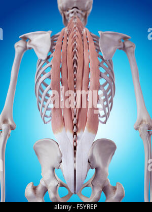 medizinisch genaue Abbildung der tiefen Rückenmuskulatur Stockfoto
