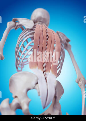 medizinisch genaue Abbildung der tiefen Rückenmuskulatur Stockfoto