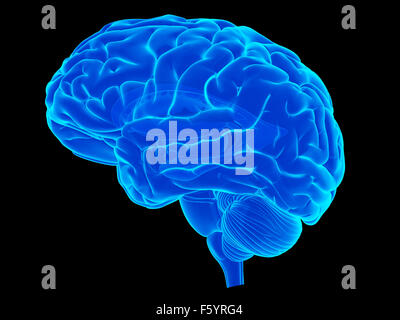 medizinisch genaue Abbildung des menschlichen Gehirns Stockfoto