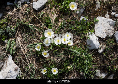 Dryas Octopetala, Mountain Avens, wächst in einem Flush, Pyrenäen, Spanien. Juli. Stockfoto