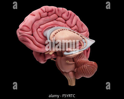 medizinisch genaue Darstellung der Anatomie des Gehirns Stockfoto