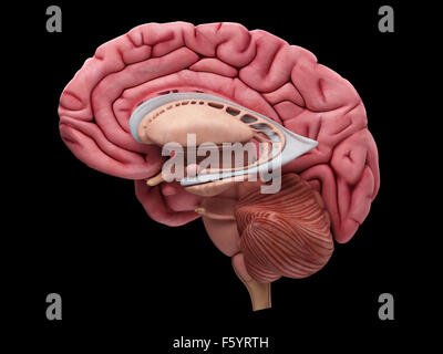 medizinisch genaue Darstellung der Anatomie des Gehirns Stockfoto