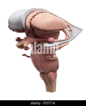 medizinisch genaue Abbildung der internen Gehirn-Anatomie Stockfoto