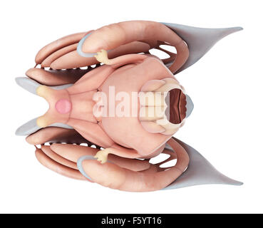 medizinisch genaue Abbildung der internen Gehirn-Anatomie Stockfoto
