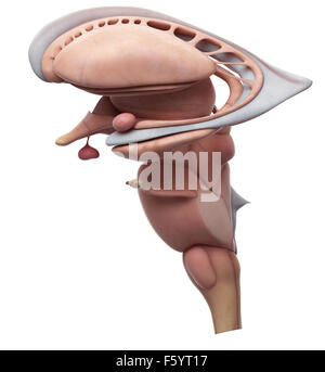 medizinisch genaue Abbildung der internen Gehirn-Anatomie Stockfoto