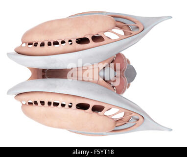 medizinisch genaue Abbildung der internen Gehirn-Anatomie Stockfoto