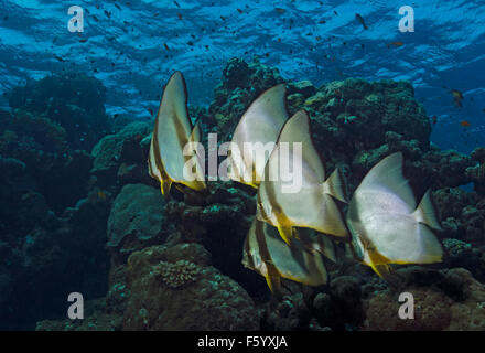 Schwarm von Longfin Fledermausfische, Platax Teira, am Korallenriff in Marsa Alam Ägypten Stockfoto