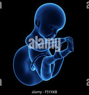 medizinisch genaue Abbildung des menschlichen Fötus in der Woche 25 Stockfoto