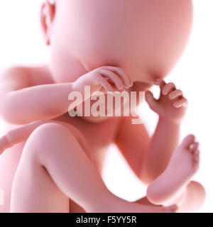 medizinisch genaue Abbildung des Fötus in der Woche 38 Stockfoto