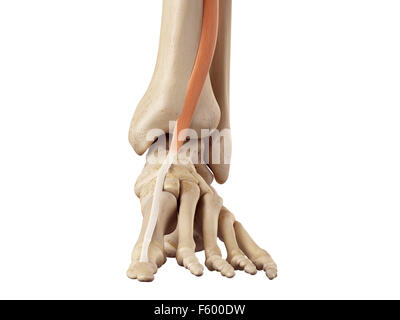 medizinische genaue Darstellung der Beinstrecker Hallucis longus Stockfoto