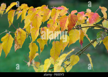 Acer Crataegifolium 'Veitchii'. Weißdorn-Ahorn Blätter im Herbst Stockfoto