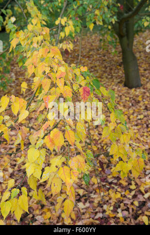 Acer Crataegifolium 'Veitchii'. Weißdorn-Ahorn Blätter im Herbst Stockfoto